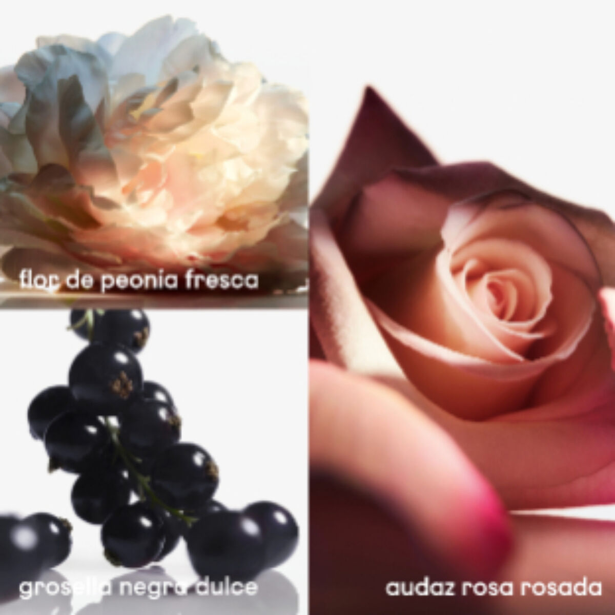 Perfume Mujer Paco Rabanne Olympea Flora EDP 30 ML